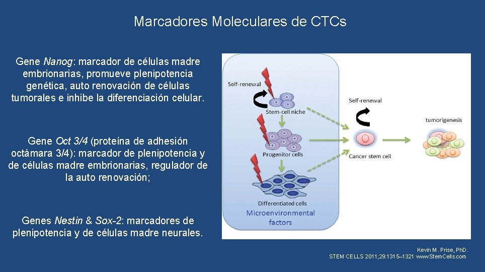 Marcadores Moleculares de CTCs Gene Nanog: marcador de células madre embrionarias, promueve plenipotencia genética,