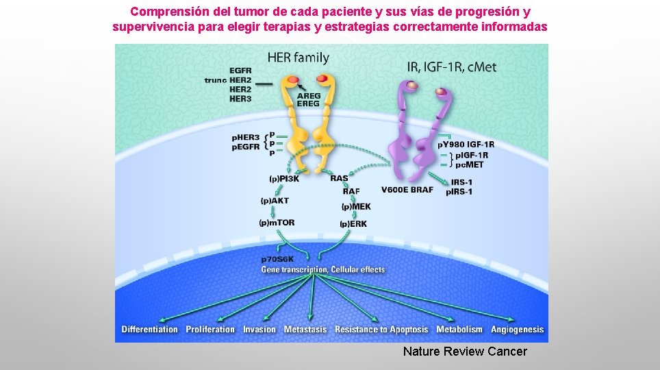 Comprensión del tumor de cada paciente y sus vías de progresión y supervivencia para