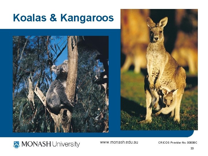 Koalas & Kangaroos www. monash. edu. au CRICOS Provider No. 00008 C 33 