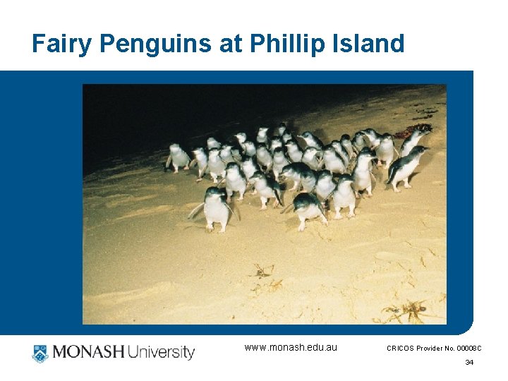 Fairy Penguins at Phillip Island www. monash. edu. au CRICOS Provider No. 00008 C