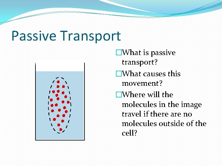 Passive Transport �What is passive transport? �What causes this movement? �Where will the molecules