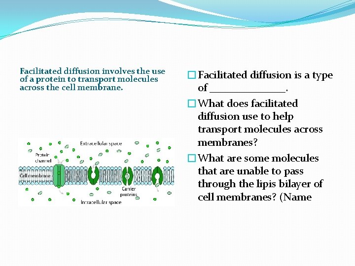 Facilitated diffusion involves the use of a protein to transport molecules across the cell