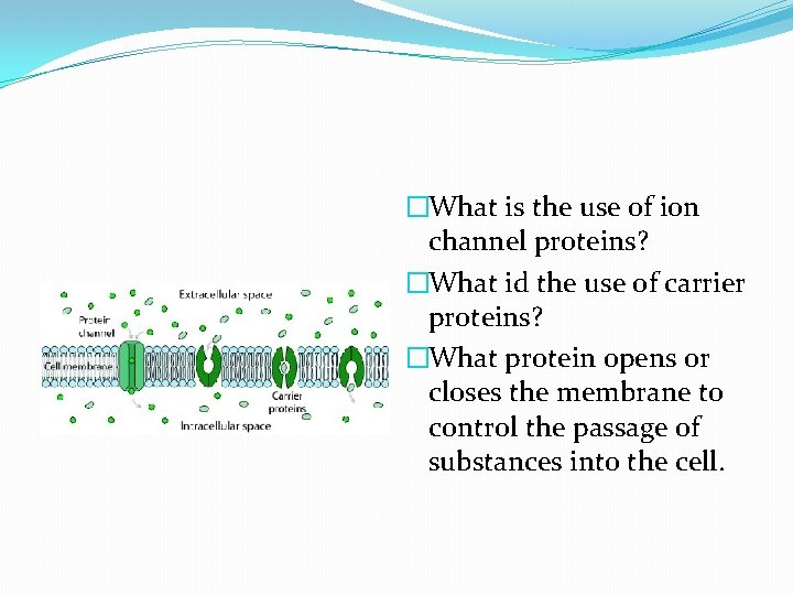 �What is the use of ion channel proteins? �What id the use of carrier