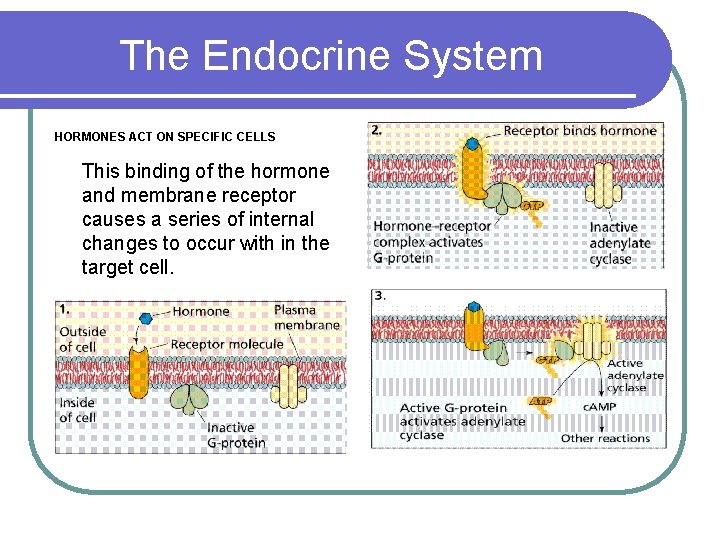 The Endocrine System HORMONES ACT ON SPECIFIC CELLS This binding of the hormone and