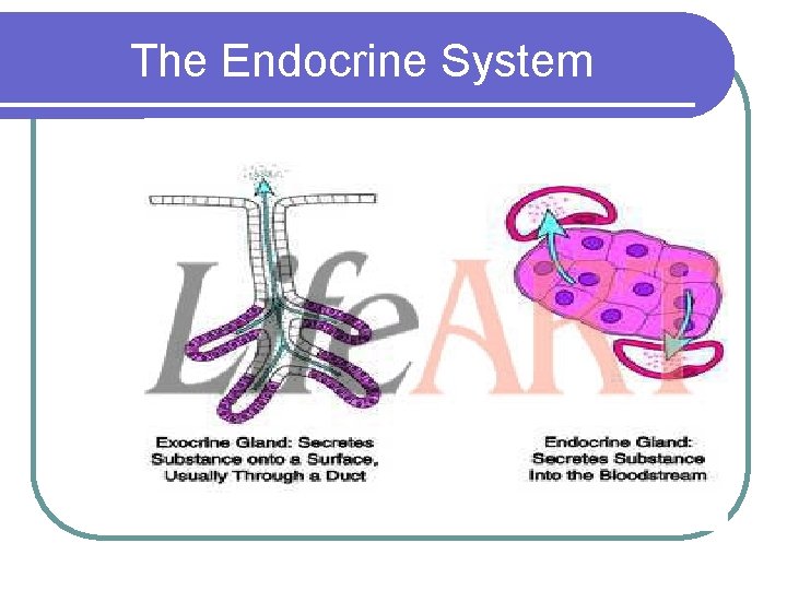 The Endocrine System 