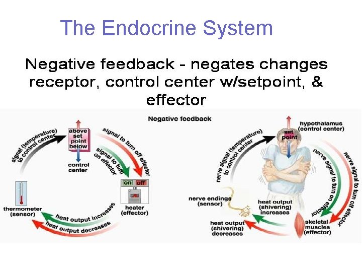 The Endocrine System 