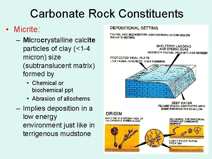 Carbonate Rock Constituents • Micrite: – Microcrystalline calcite particles of clay (<1 -4 micron)