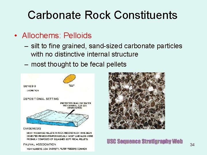 Carbonate Rock Constituents • Allochems: Pelloids – silt to fine grained, sand-sized carbonate particles