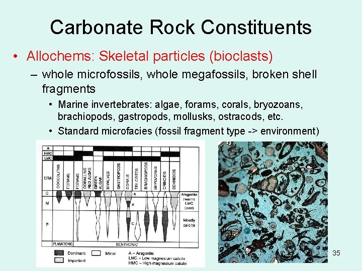 Carbonate Rock Constituents • Allochems: Skeletal particles (bioclasts) – whole microfossils, whole megafossils, broken