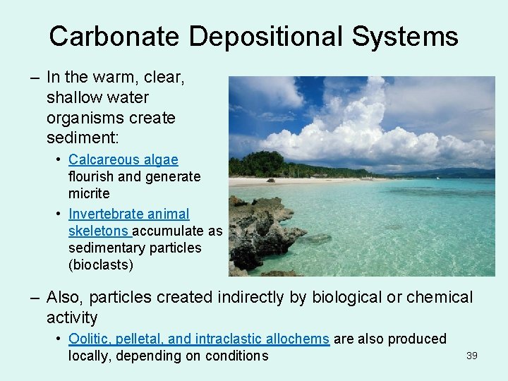 Carbonate Depositional Systems – In the warm, clear, shallow water organisms create sediment: •