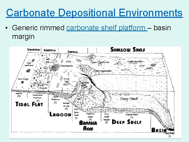 Carbonate Depositional Environments • Generic rimmed carbonate shelf platform – basin margin 40 