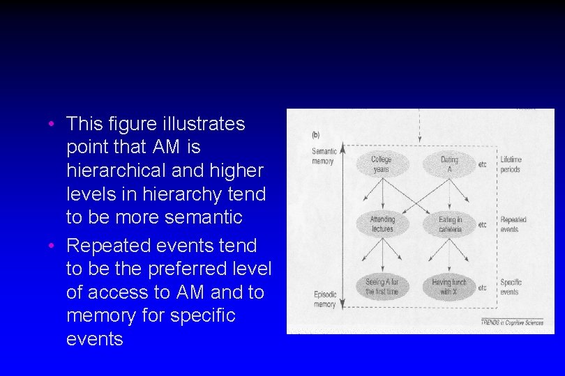  • This figure illustrates point that AM is hierarchical and higher levels in
