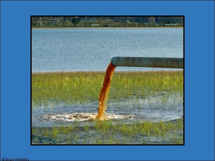 © Brain Wrinkles © Brain Wrinkles