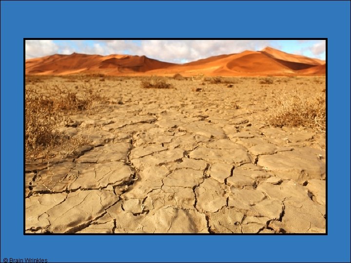 © Brain Wrinkles © Brain Wrinkles