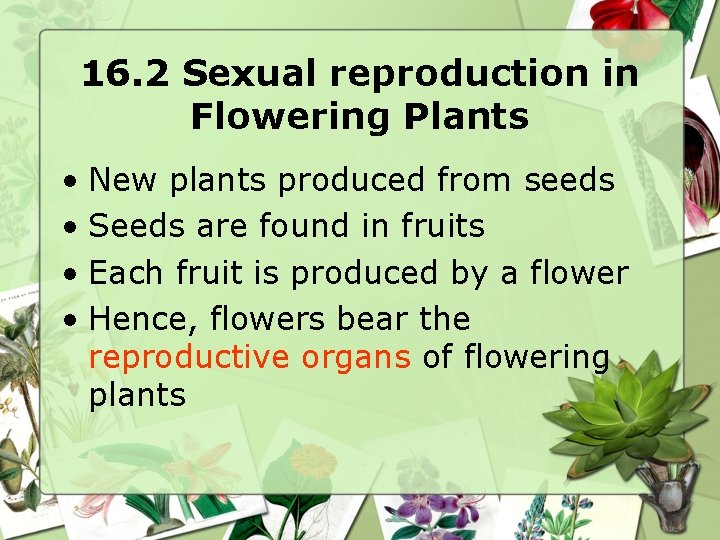 Chapter 16 Reproduction In Plants Objectives Students Should