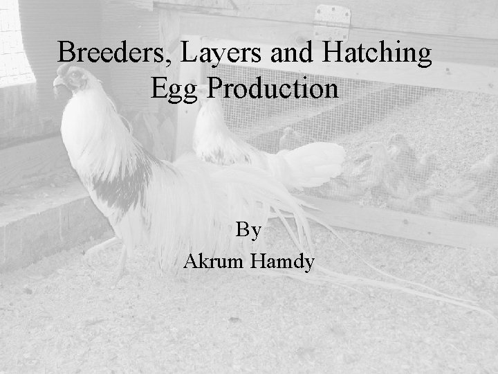 Breeders, Layers and Hatching Egg Production By Akrum Hamdy 