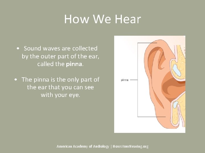 How We Hear • Sound waves are collected by the outer part of the How We Hear • Sound waves are collected by the outer part of the