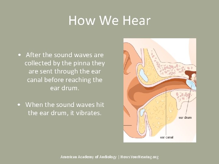 How We Hear • After the sound waves are collected by the pinna they How We Hear • After the sound waves are collected by the pinna they