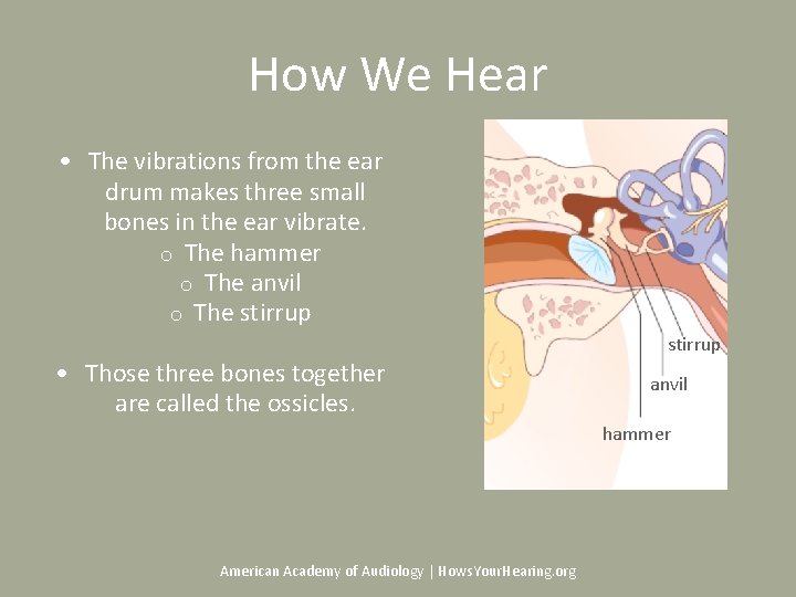 How We Hear • The vibrations from the ear drum makes three small bones How We Hear • The vibrations from the ear drum makes three small bones