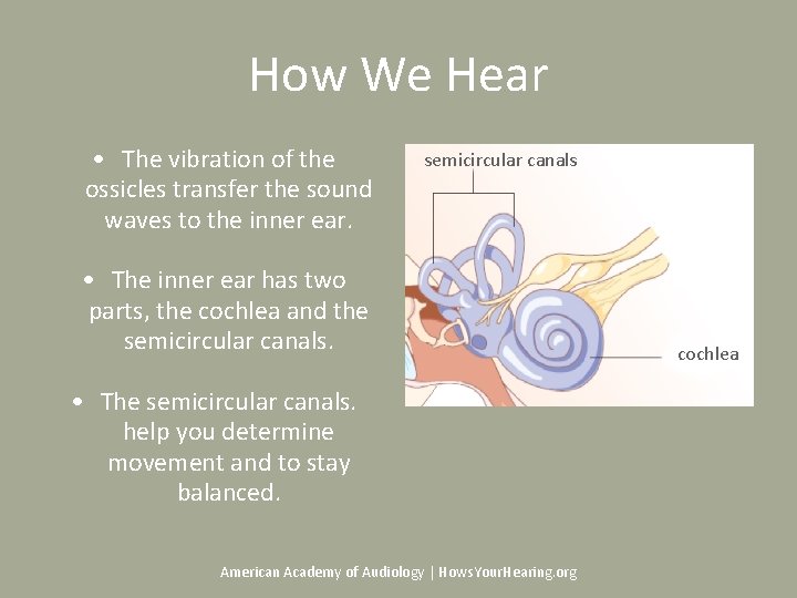 How We Hear • The vibration of the ossicles transfer the sound waves to How We Hear • The vibration of the ossicles transfer the sound waves to