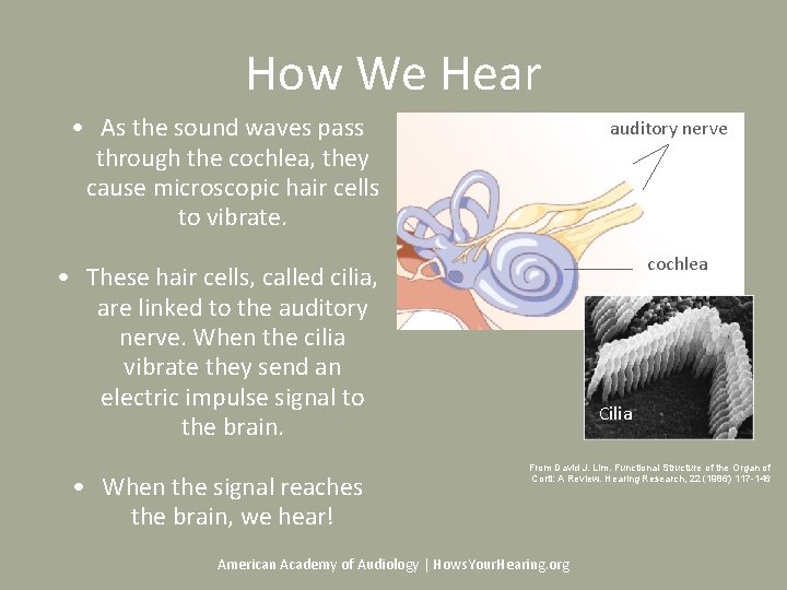 How We Hear • As the sound waves pass through the cochlea, they cause How We Hear • As the sound waves pass through the cochlea, they cause