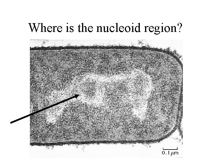 Where is the nucleoid region? 