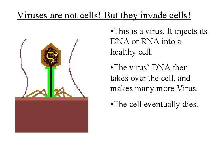 Viruses are not cells! But they invade cells! • This is a virus. It