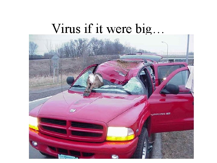 Virus if it were big… 