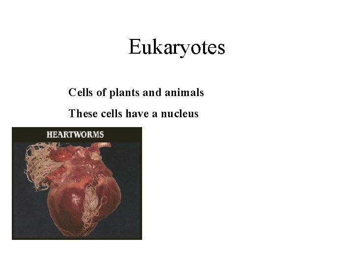 Eukaryotes Cells of plants and animals These cells have a nucleus 