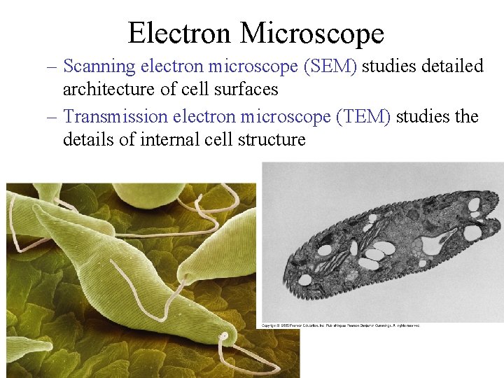 Electron Microscope – Scanning electron microscope (SEM) studies detailed architecture of cell surfaces –