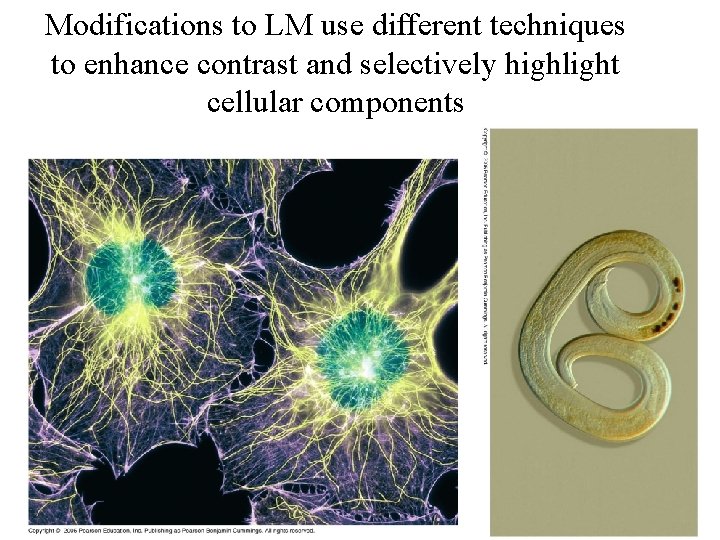 Modifications to LM use different techniques to enhance contrast and selectively highlight cellular components