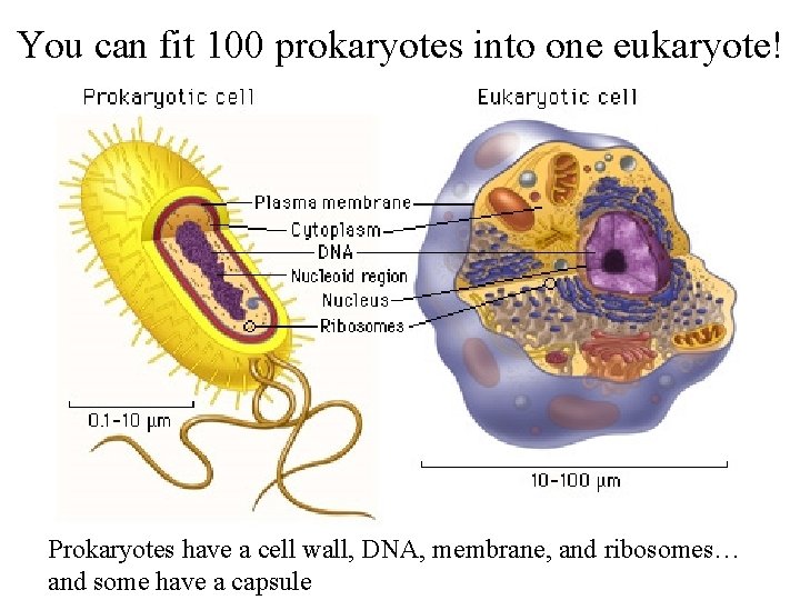You can fit 100 prokaryotes into one eukaryote! Prokaryotes have a cell wall, DNA,