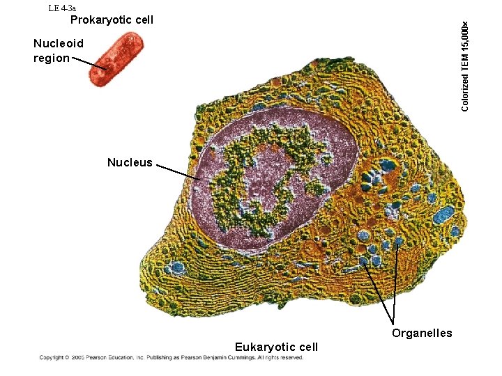 LE 4 -3 a Colorized TEM 15, 000 Prokaryotic cell Nucleoid region Nucleus Organelles