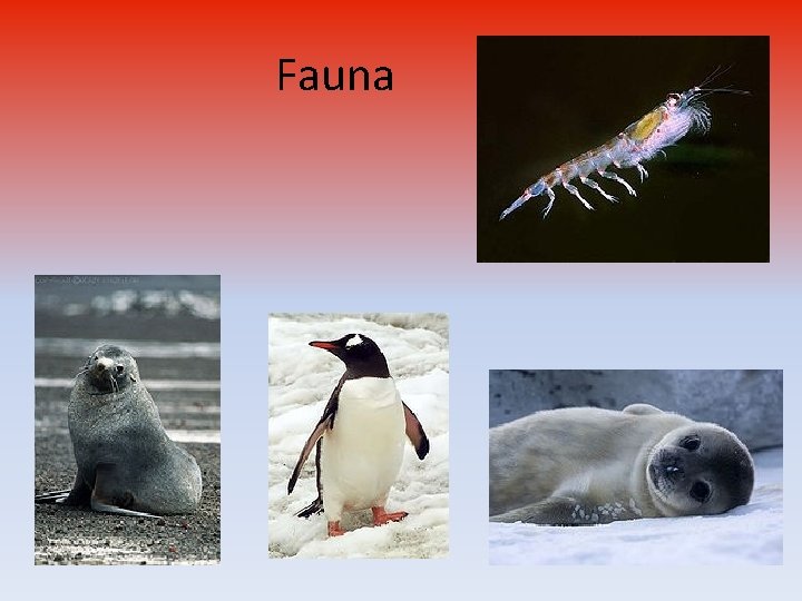 Fauna 