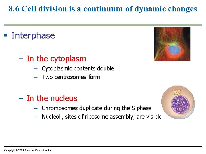 8. 6 Cell division is a continuum of dynamic changes Interphase – In the