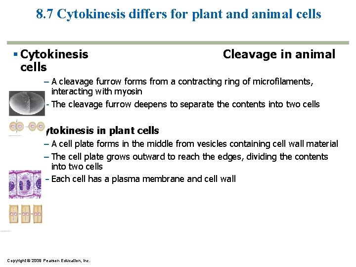 8. 7 Cytokinesis differs for plant and animal cells Cytokinesis cells Cleavage in animal