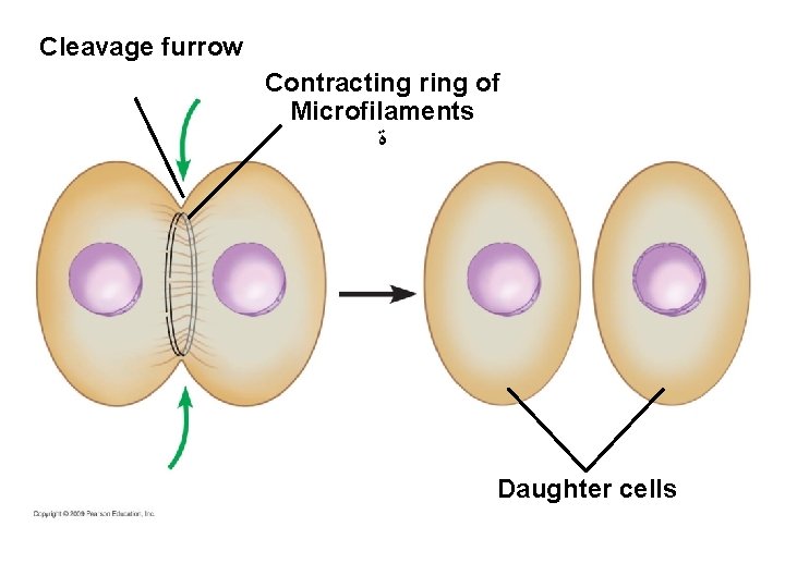 Cleavage furrow Contracting ring of Microfilaments ﺓ Daughter cells 