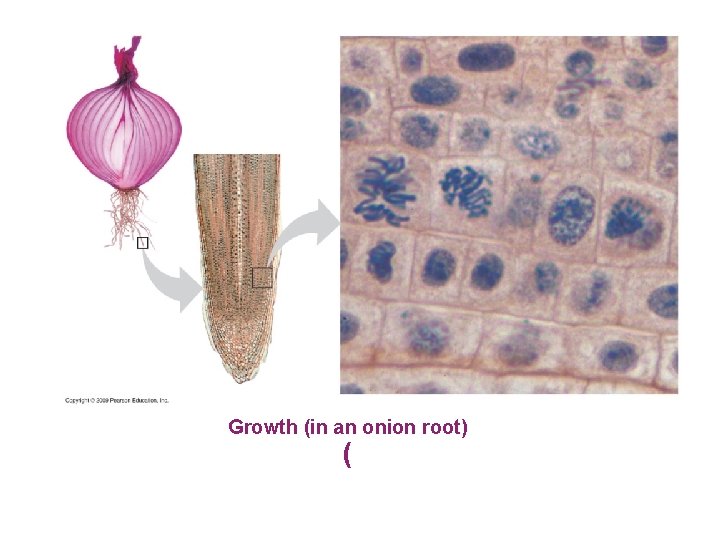 Growth (in an onion root) ( 