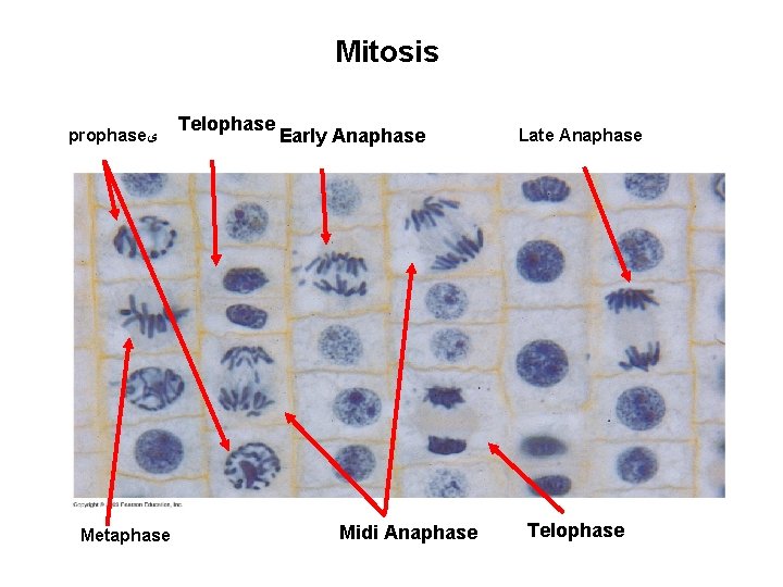 Mitosis prophase ﻯ Metaphase Telophase Early Anaphase Midi Anaphase Late Anaphase Telophase 