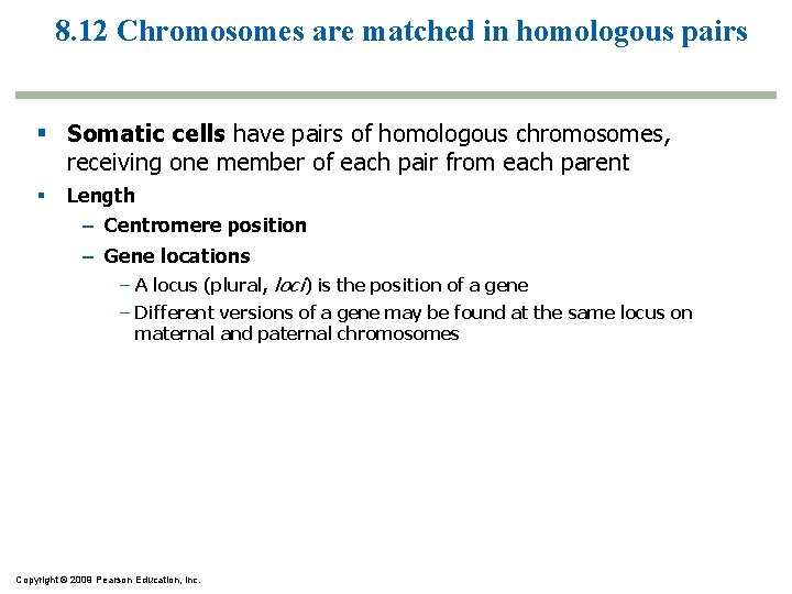 8. 12 Chromosomes are matched in homologous pairs Somatic cells have pairs of homologous