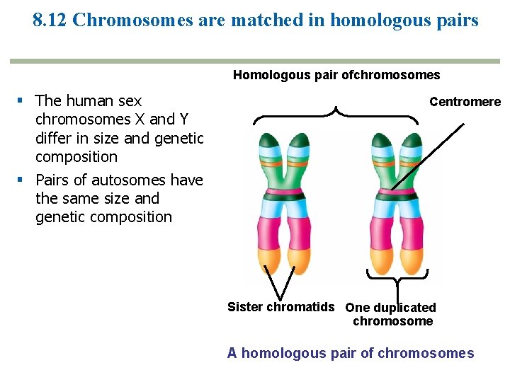 8. 12 Chromosomes are matched in homologous pairs Homologous pair ofchromosomes The human sex