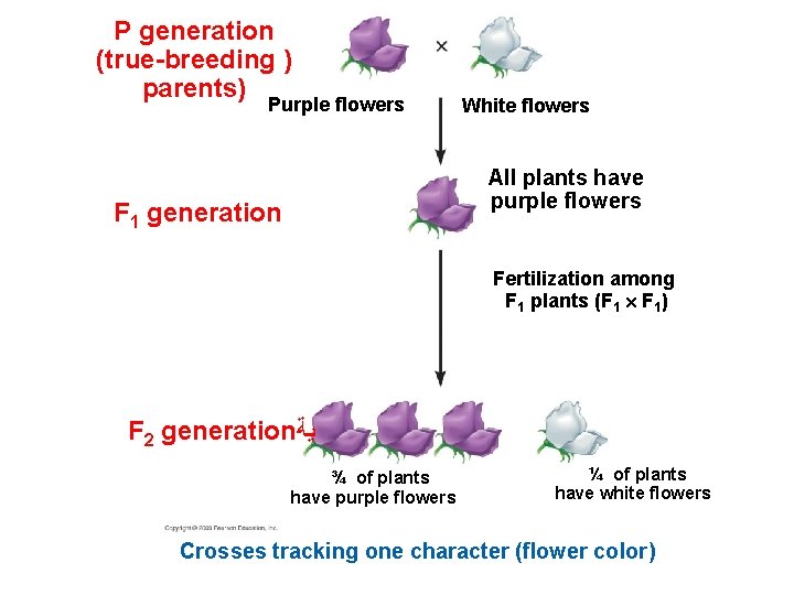 P generation (true-breeding ) parents) Purple flowers White flowers All plants have purple flowers