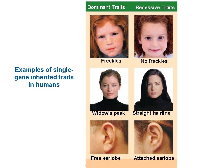 Dominant Traits Freckles Recessive Traits No freckles Examples of singlegene inherited traits in humans