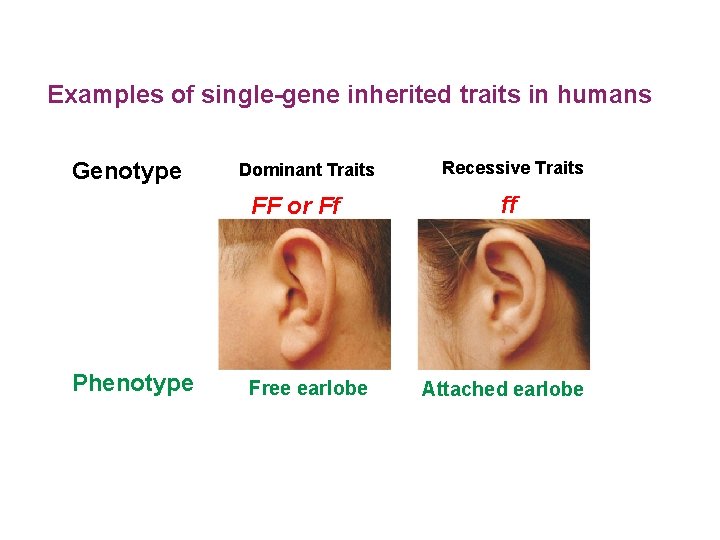 Examples of single-gene inherited traits in humans Genotype Dominant Traits FF or Ff Phenotype