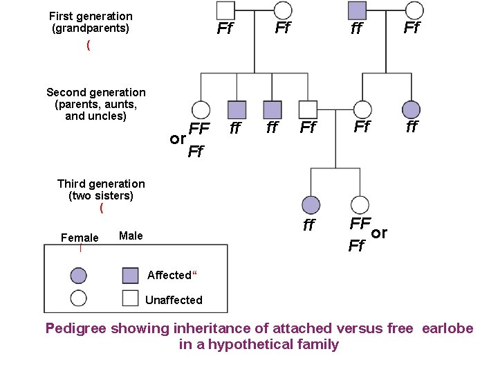 First generation (grandparents) Ff Ff ff ( Second generation (parents, aunts, and uncles) FF