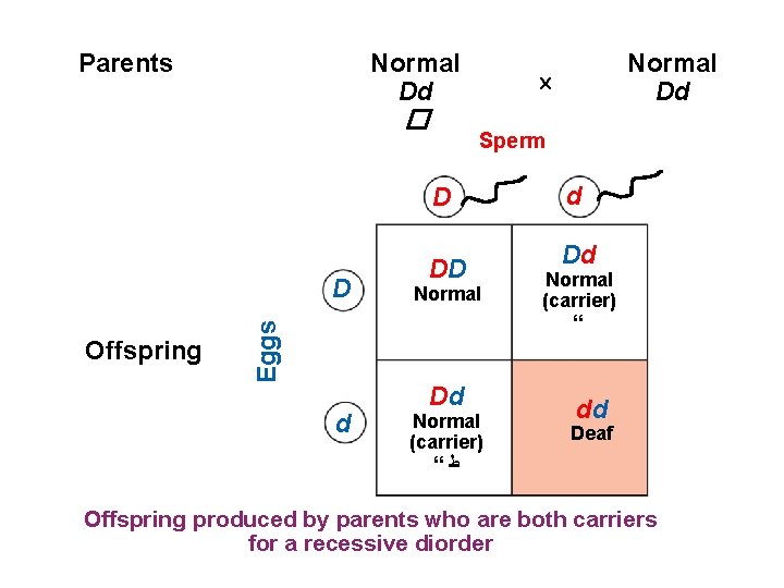 Parents Normal Dd � Sperm D Offspring Eggs D d Normal Dd DD Normal