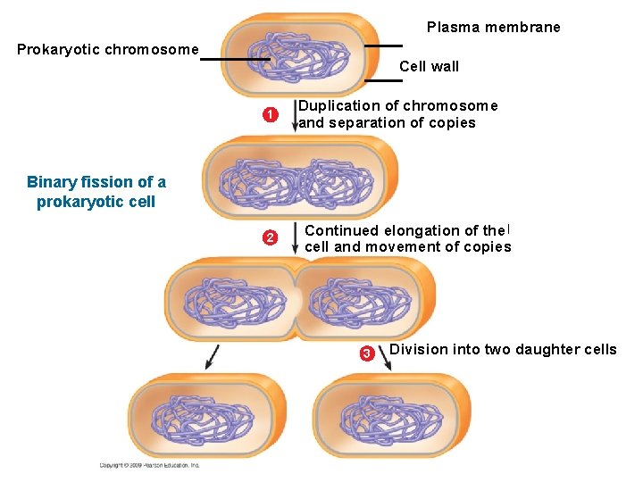 Plasma membrane Prokaryotic chromosome Cell wall 1 Duplication of chromosome and separation of copies