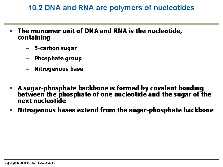 10. 2 DNA and RNA are polymers of nucleotides The monomer unit of DNA