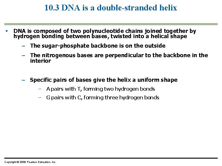 10. 3 DNA is a double-stranded helix DNA is composed of two polynucleotide chains