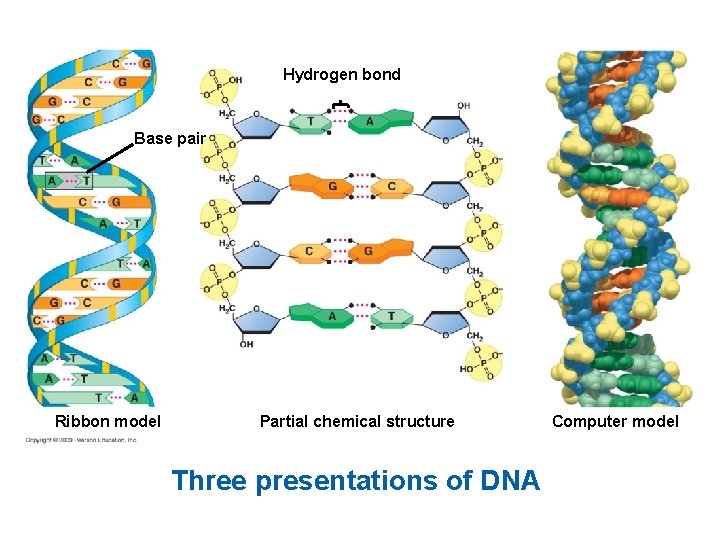 Hydrogen bond Base pair Ribbon model Partial chemical structure Three presentations of DNA Computer